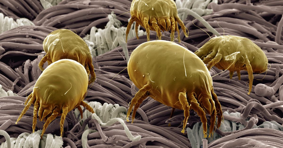 dust-mites